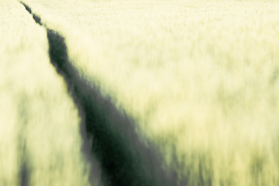 Path through the Field II - ID 008308