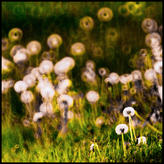 Dandelions II - ID 008310
