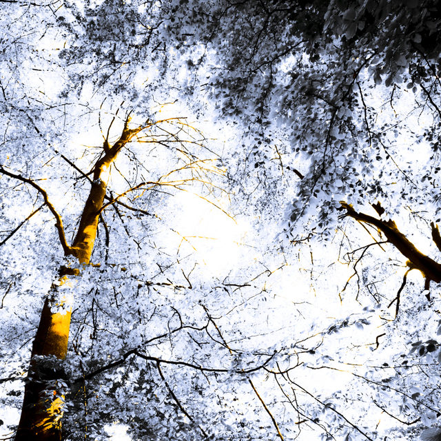 Summer Trees I - ID 008332