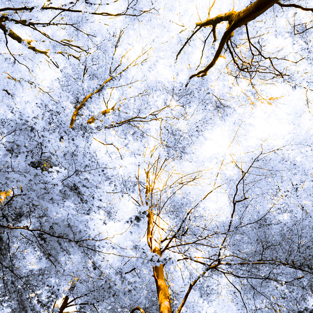 Summer Trees II - ID 008333