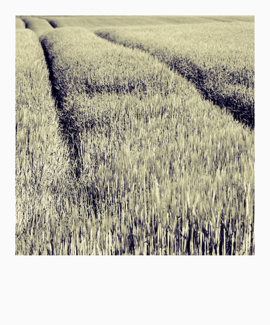 Field Wave - ID 008340