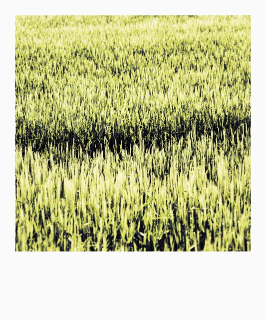 Hole in Field - ID 008341