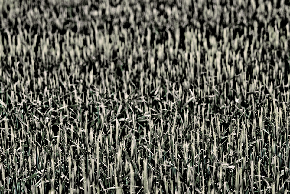 Rye Field I - ID 008342