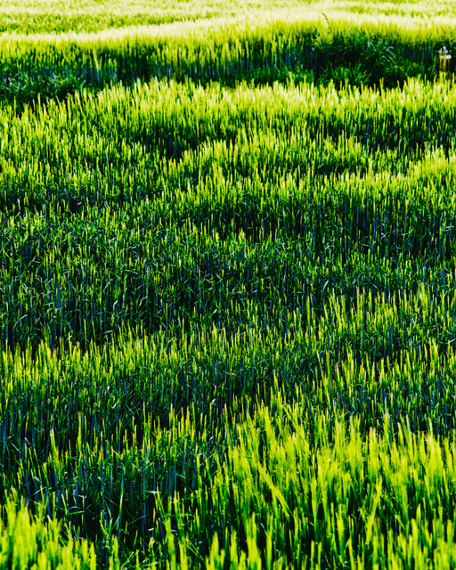 Rye Field III - ID 008344