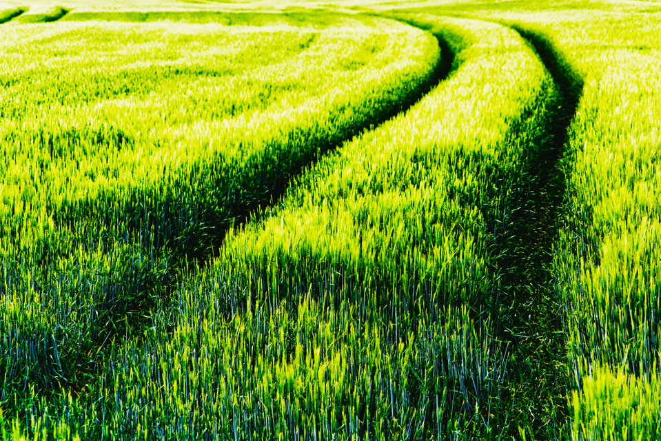 Rye Field IV - ID 008345