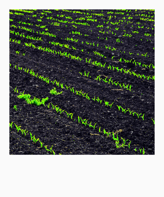 Fresh Green I - ID 008349