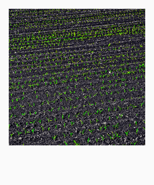 Fresh Green III - ID 008351