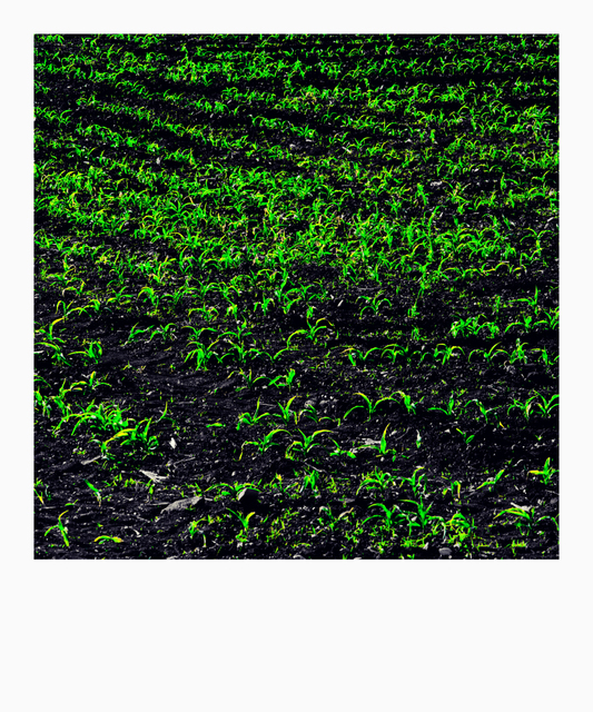 Fresh Green V - ID 008353