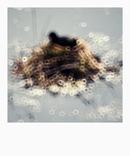 Bird Nest - ID 008360