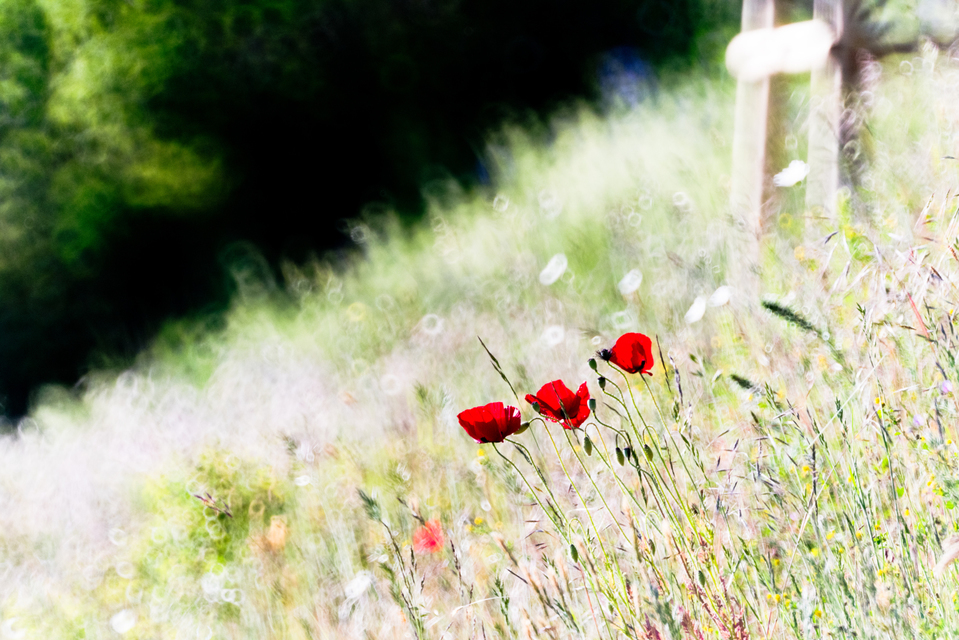 Red Poppy in the City - ID 008381