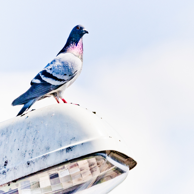 On Lights I - ID 008417