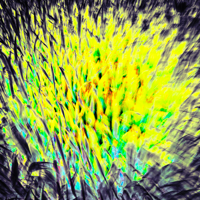 Field Color I - ID 008419