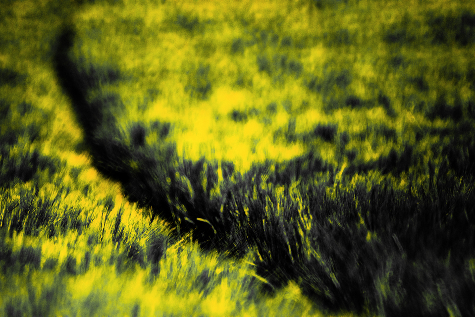 Sunset Field II - ID 008466