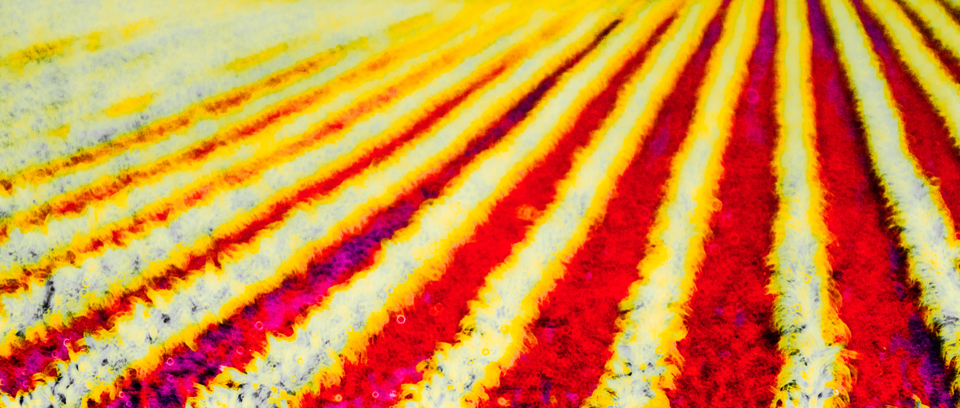 Sunburn Neo Field - ID 008468