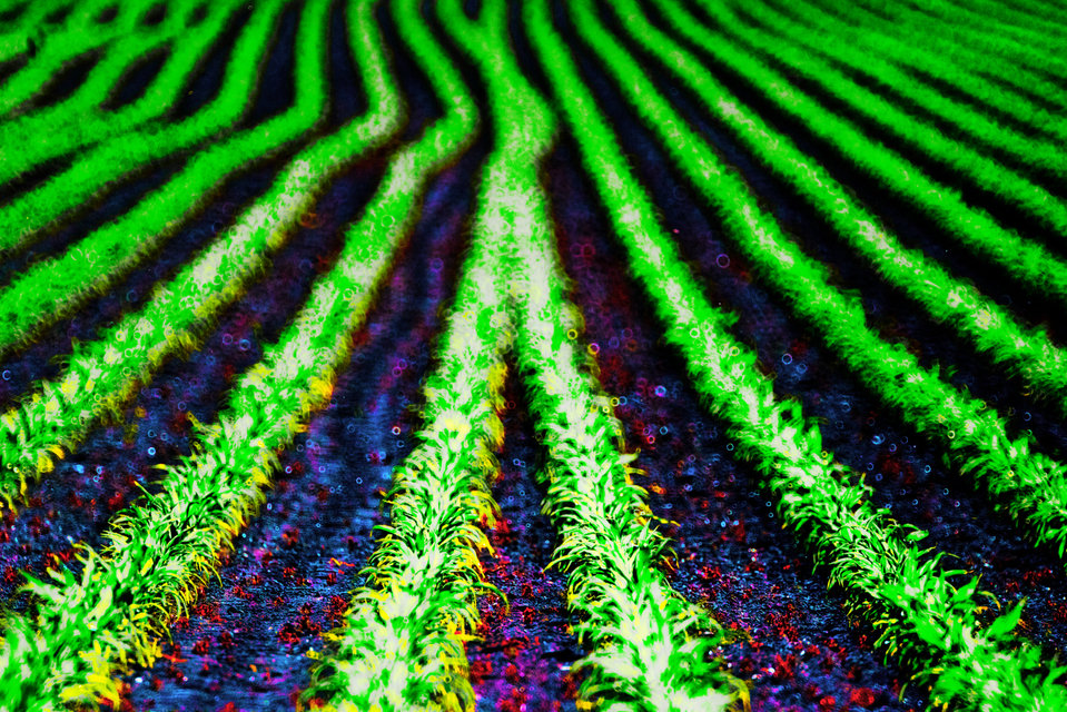 Not In Line Field II - ID 008471