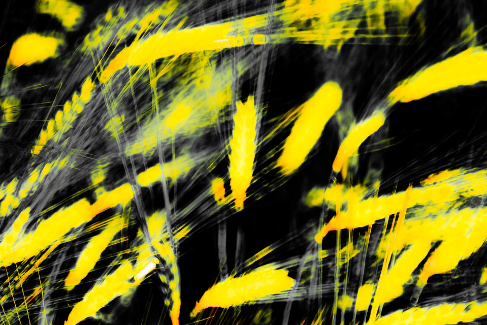 Yellow Corn I - ID 008476