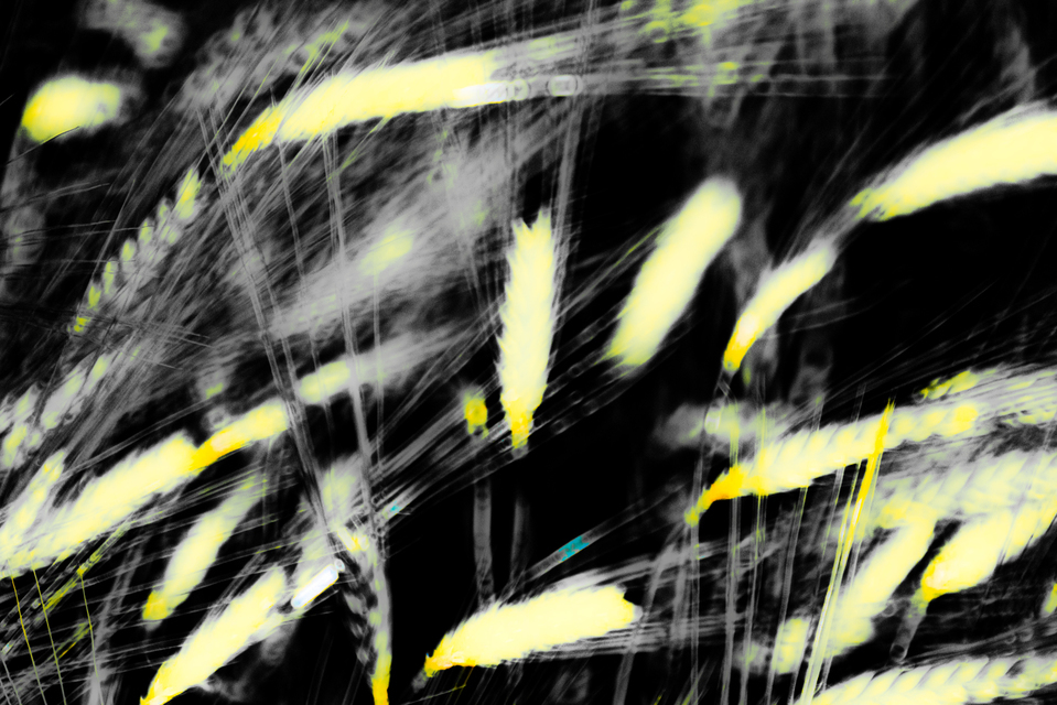 Yellow Corn II - ID 008477