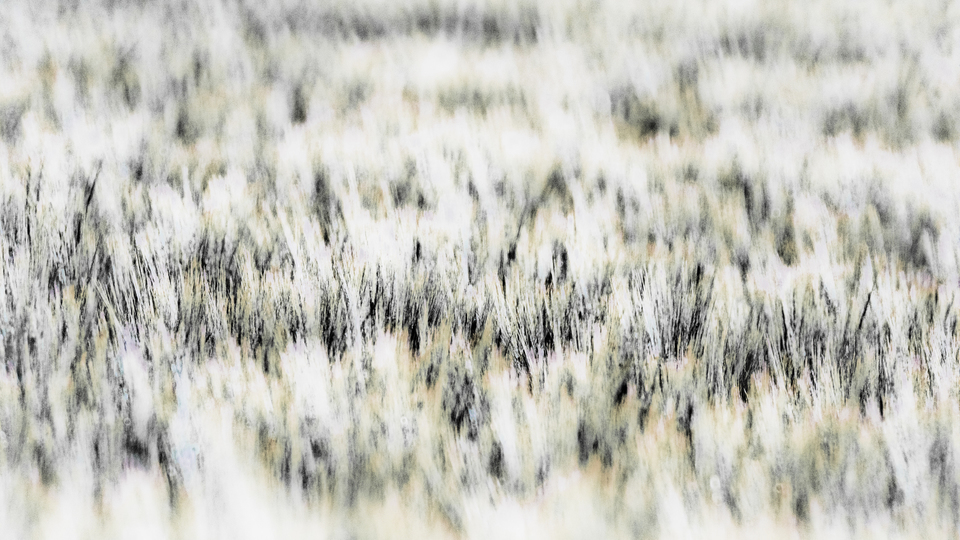 Brush Field I - ID 008480