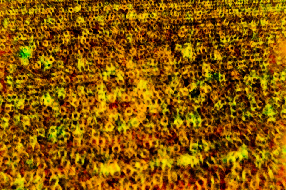 Ring Field VIII - ID 008489