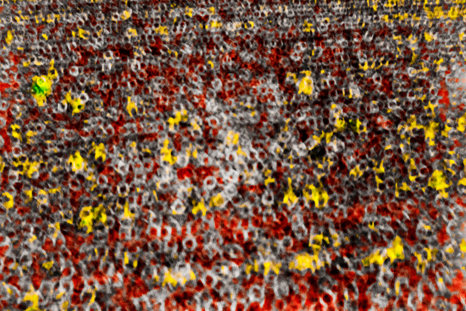 Ring Field IX - ID 008490