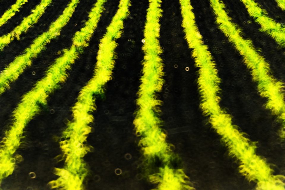 Green Yellow Stribes - ID 008502