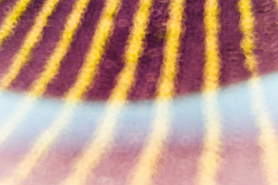 Field against Sun with Flare - ID 008508