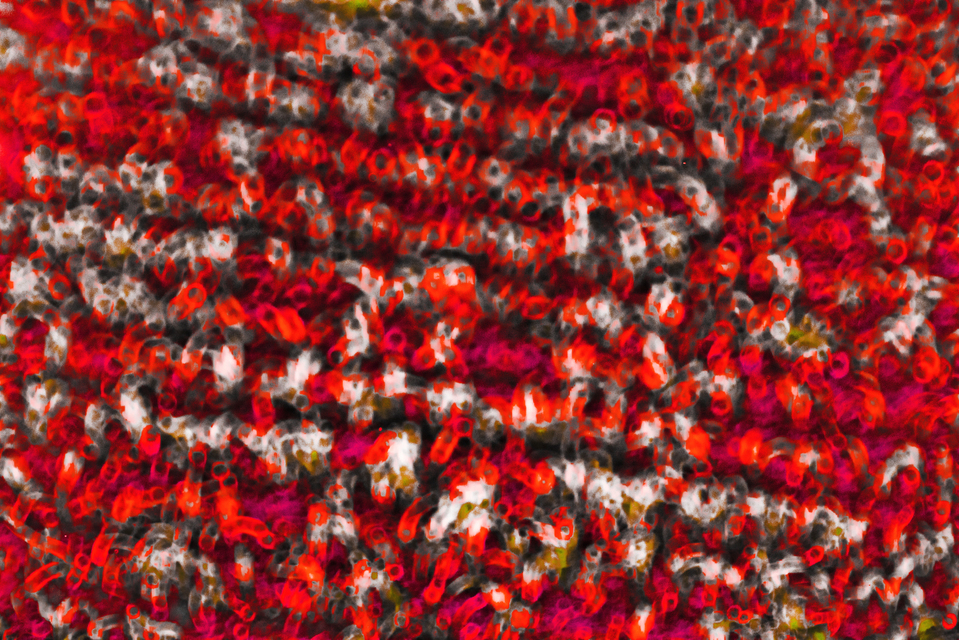 Red Circled Field - ID 008511