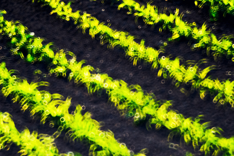 Green Circled Field I - ID 008513