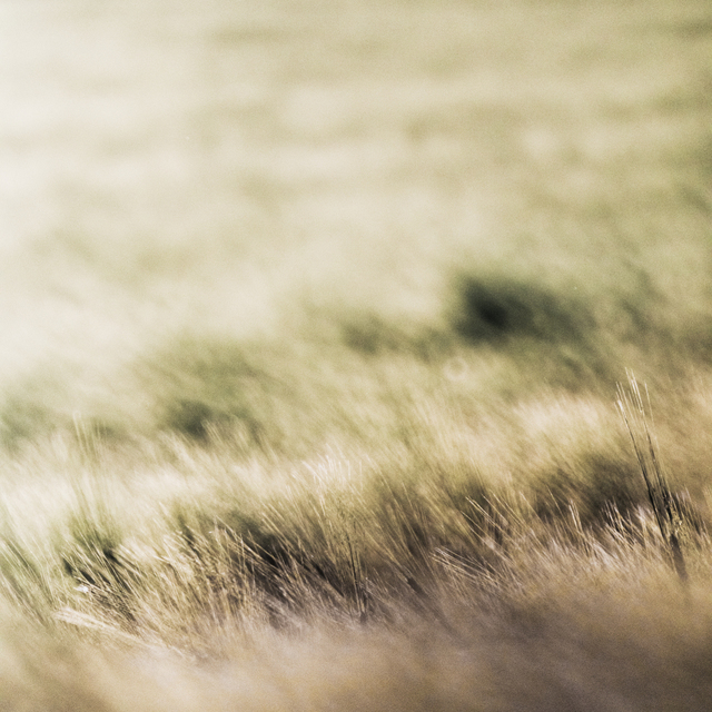 Brush Field I - ID 008518