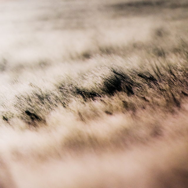 Brush Field II - ID 008519