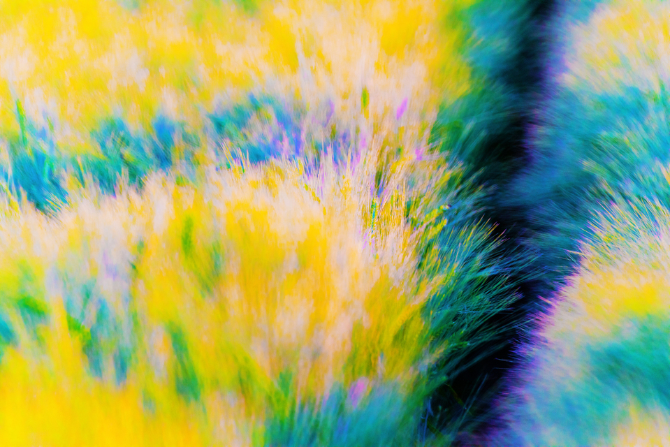 Brush Field with Crack - ID 008522