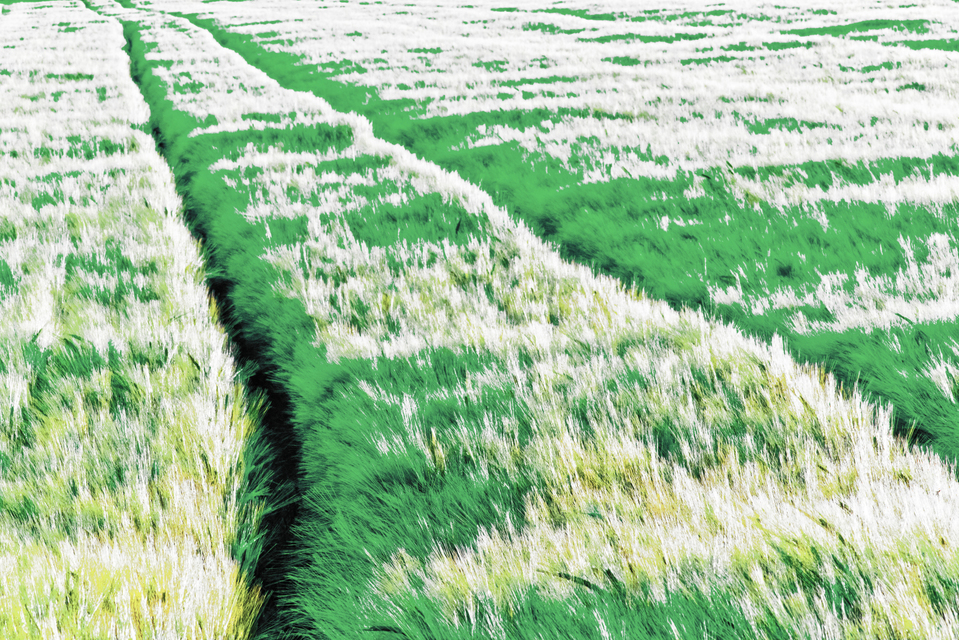 Brush Field Landscape II - ID 008525