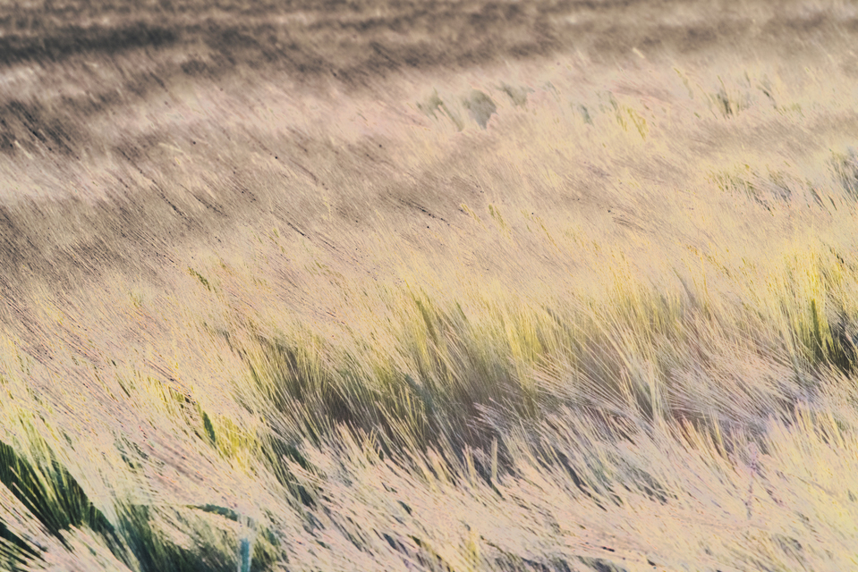 Brush Field Nostalgia - ID 008526