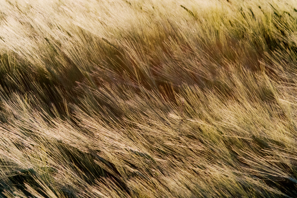 Brush Field Structure - ID 008527