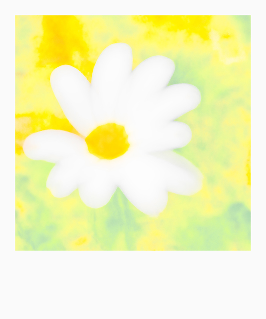 Light Leucanthemum - ID 008551