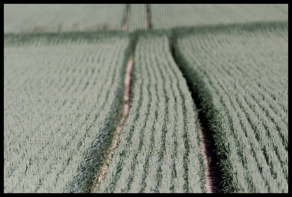 Greyish Field I - ID 008552