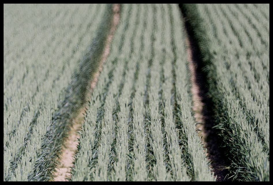 Greyish Field II - ID 008553