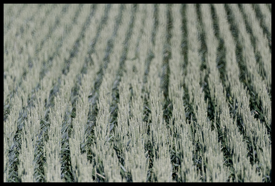 Greyish Field III - ID 008554