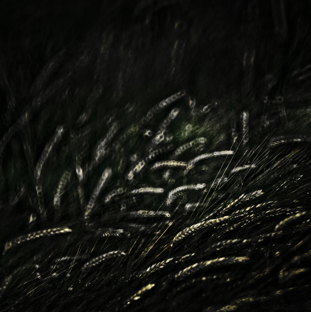 Dark Corn I - ID 008563