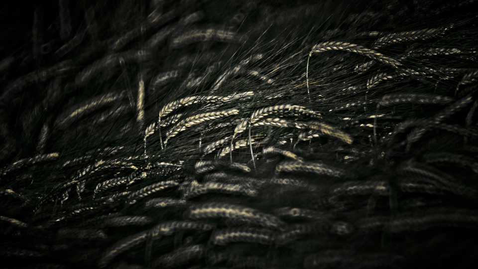 Dark Corn II - ID 008564