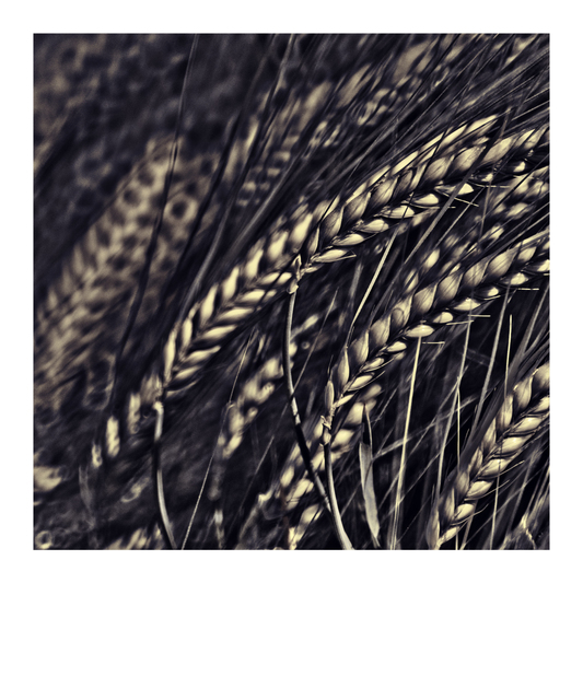 Corn in Sunlight - ID 008566