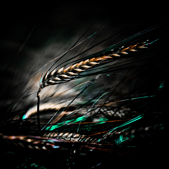 Single Corn - ID 008569