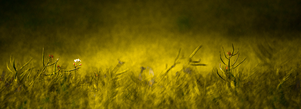 Field Landmarks I - ID 008572