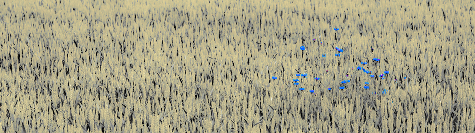 Cornflowers - ID 008575