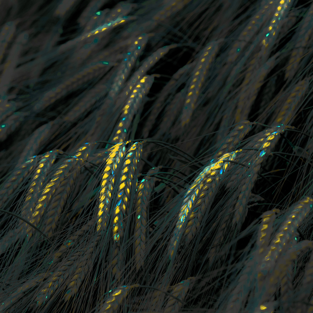 Cornflower Highlights I - ID 008576