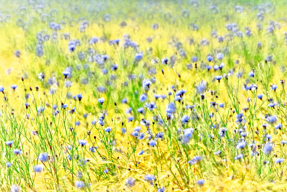 Swarm of Cornflowers I - ID 008578