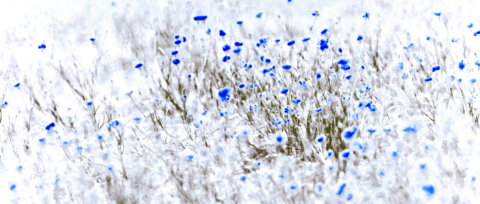 Blue Cornflowers II - ID 008581