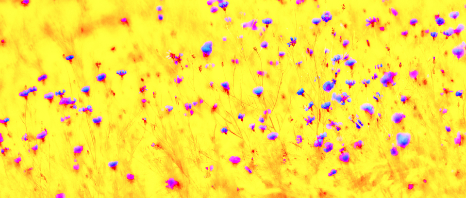 Blue Cornflowers IV - ID 008583