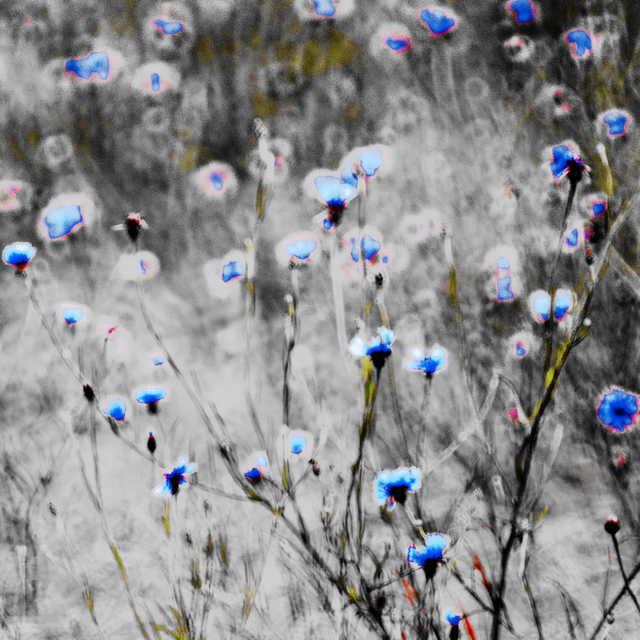 Cornflowers on Grey I - ID 008587