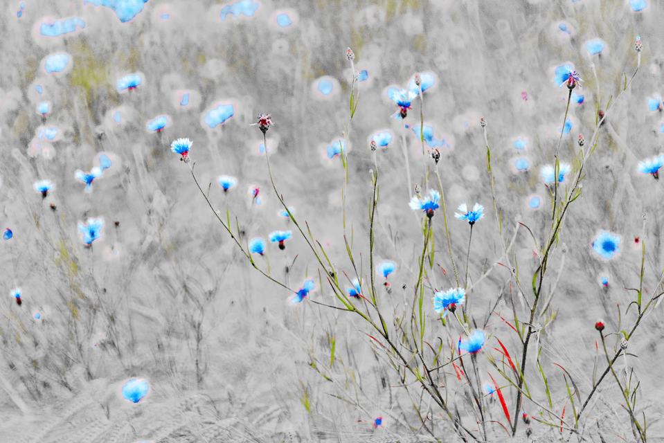 Cornflowers on Grey II - ID 008588